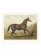 Cassells Horse III Wall Poster Brown/Green/Beige 80x85x3.5centimeter
