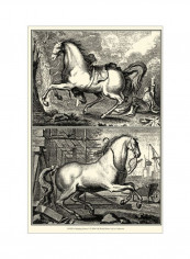 Galloping Horses I Wall Poster Black/White 50x75x3.5centimeter