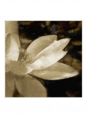 Bronze Lily IV Poster White/Brown 80x80x3.5centimeter