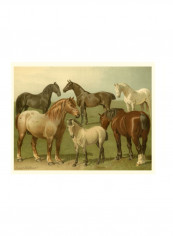 Horse Breeds II Wall Poster Green/Brown/White 80x75x3.5centimeter