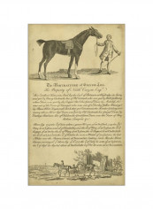 Horse Portraiture I Wall Poster Brown/Grey 75x85x3.5centimeter