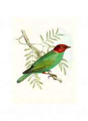 On Perch V Wall Poster Green/Red/Grey 75x80 3.5centimeter