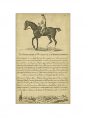 Horse Portraiture IV Wall Poster Brown/Grey 75x85x3.5centimeter