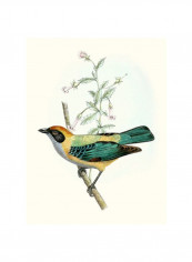 On Perch II Wall Poster Blue/Yellow/Brown 75x80 3.5centimeter
