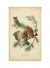 Audubon Screech Owl Poster Multicolour reviews Audubon Screech Owl Poster Multicolour