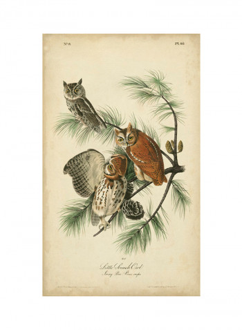 Audubon Screech Owl Poster Multicolour