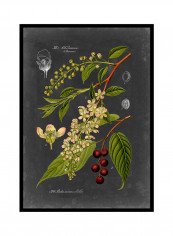 Midnight Botanical II Poster Multicolour reviews Midnight Botanical II Poster Multicolour