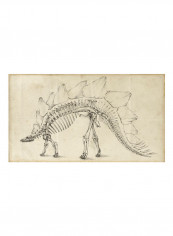 Dinosaur Study III Poster Black/White reviews Dinosaur Study III Poster Black/White