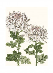Early Spring Chrysanthemums II Poster Multicolour