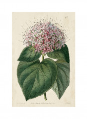 Imperial Floral IV Poster Pink/Purple reviews Imperial Floral IV Poster Pink/Purple