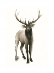 Majestic Wildlife II Poster Brown reviews Majestic Wildlife II Poster Brown