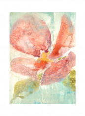 Veiled Poppy II Poster Multicolour reviews Veiled Poppy II Poster Multicolour