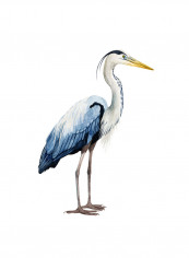 Seabird Heron II Poster Multicolour reviews Seabird Heron II Poster Multicolour
