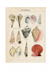 Seashell Sketch II Poster Multicolour reviews Seashell Sketch II Poster Multicolour