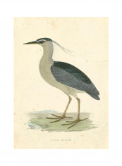 VIntage Night Heron Poster Multicolour reviews VIntage Night Heron Poster Multicolour