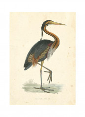 VIntage Purple Heron Poster Multicolour reviews VIntage Purple Heron Poster Multicolour