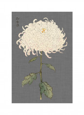 Dramatic Ivory Mums II Wall Poster With Frame Multicolour