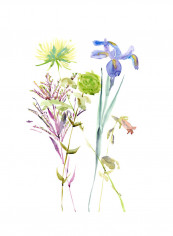 Watercolour Floral Study II Poster Multicolour reviews Watercolour Floral Study II Poster Multicolour