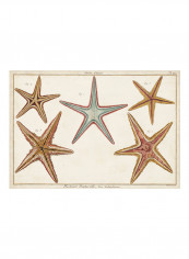 Starfish Naturelle I Poster Multicolour reviews Starfish Naturelle I Poster Multicolour
