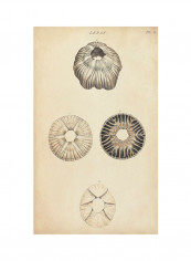 Cylindrical Shells II Poster Multicolour reviews Cylindrical Shells II Poster Multicolour