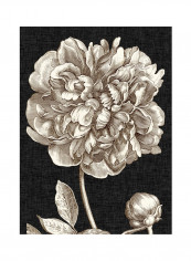 Dramatic Peony I Poster Multicolour reviews Dramatic Peony I Poster Multicolour