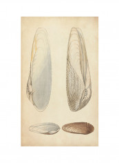 Marine Mollusk II Poster Multicolour