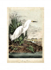 Snowy Heron Poster Multicolour reviews Snowy Heron Poster Multicolour
