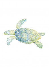 Tranquil Sea Turtle II Poster Green reviews Tranquil Sea Turtle II Poster Green
