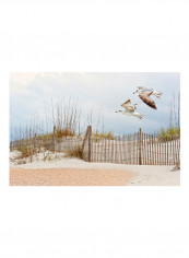 Water Bird Glimpse I Poster Multicolour reviews Water Bird Glimpse I Poster Multicolour