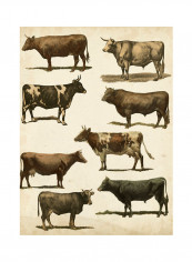 Antique Cow Chart Poster Multicolour reviews Antique Cow Chart Poster Multicolour