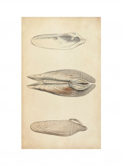 Marine Mollusk I Poster Multicolour reviews Marine Mollusk I Poster Multicolour