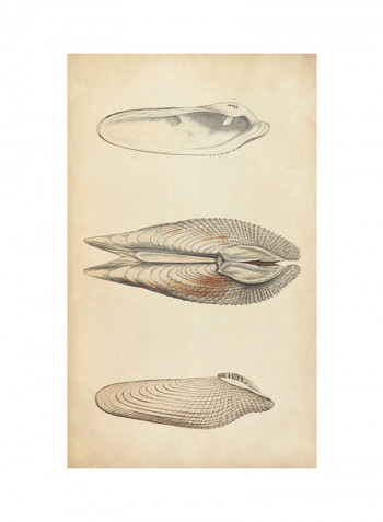 Marine Mollusk I Poster Multicolour