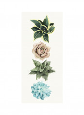 Row Of Succulents I Poster Green