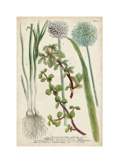 Allium Poster Green