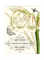 Jardin Botanique I Poster Multicolour reviews Jardin Botanique I Poster Multicolour