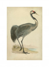 Morris Crane I Poster Multicolour reviews Morris Crane I Poster Multicolour