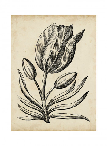 Distinguished Floral I Poster Multicolour