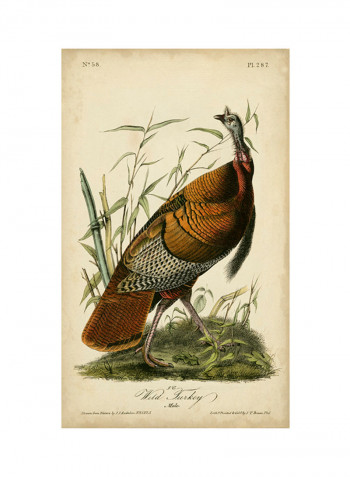 Audubon Wild Turkey Poster Multicolour