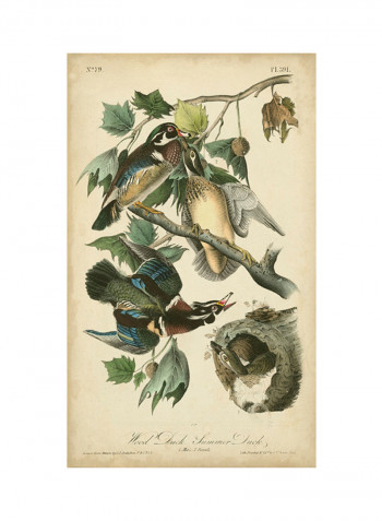 Audubon Wood Duck Poster Multicolour