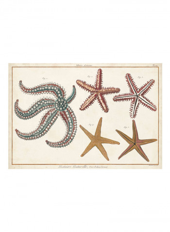 Starfish Naturelle II Poster Multicolour