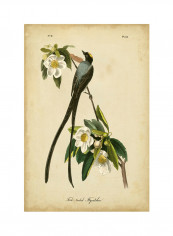 Audubon Fork-Tailed Flycatcher Poster Multicolour