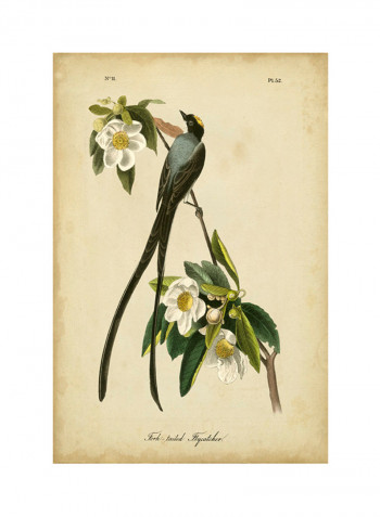 Audubon Fork-Tailed Flycatcher Poster Multicolour