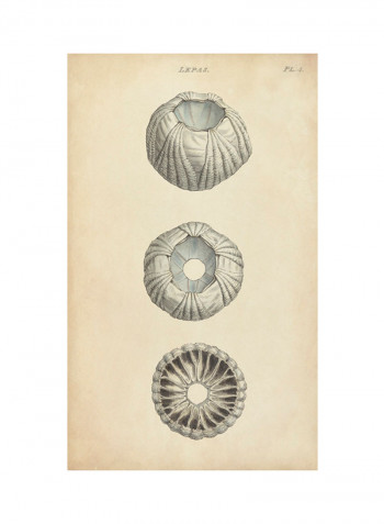 Cylindrical Shells I Poster Multicolour