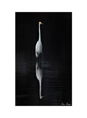 Elegant Egret I Poster Black/White