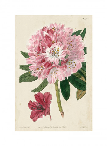 Imperial Floral III Poster Pink/Purple