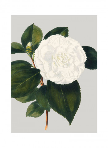 Camellia Japonica II Poster Multicolour