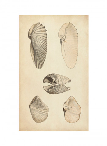 Marine Mollusk III Poster Multicolour