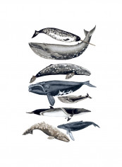 Whale Display II Poster Black/Grey reviews Whale Display II Poster Black/Grey