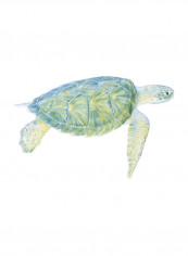 Tranquil Sea Turtle I Poster Green reviews Tranquil Sea Turtle I Poster Green