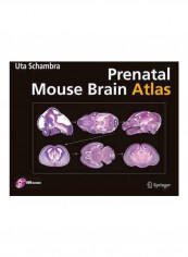 Prenatal Mouse Brain Atlas Paperback 2